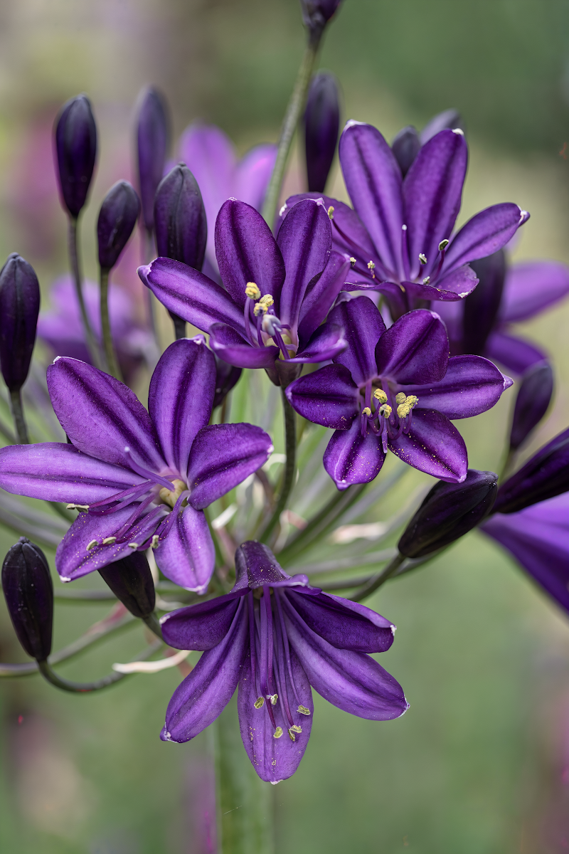 Agapanthus praecox Royal Velvet in piena fioritura con infiorescenze viola intenso in un giardino mediterraneo