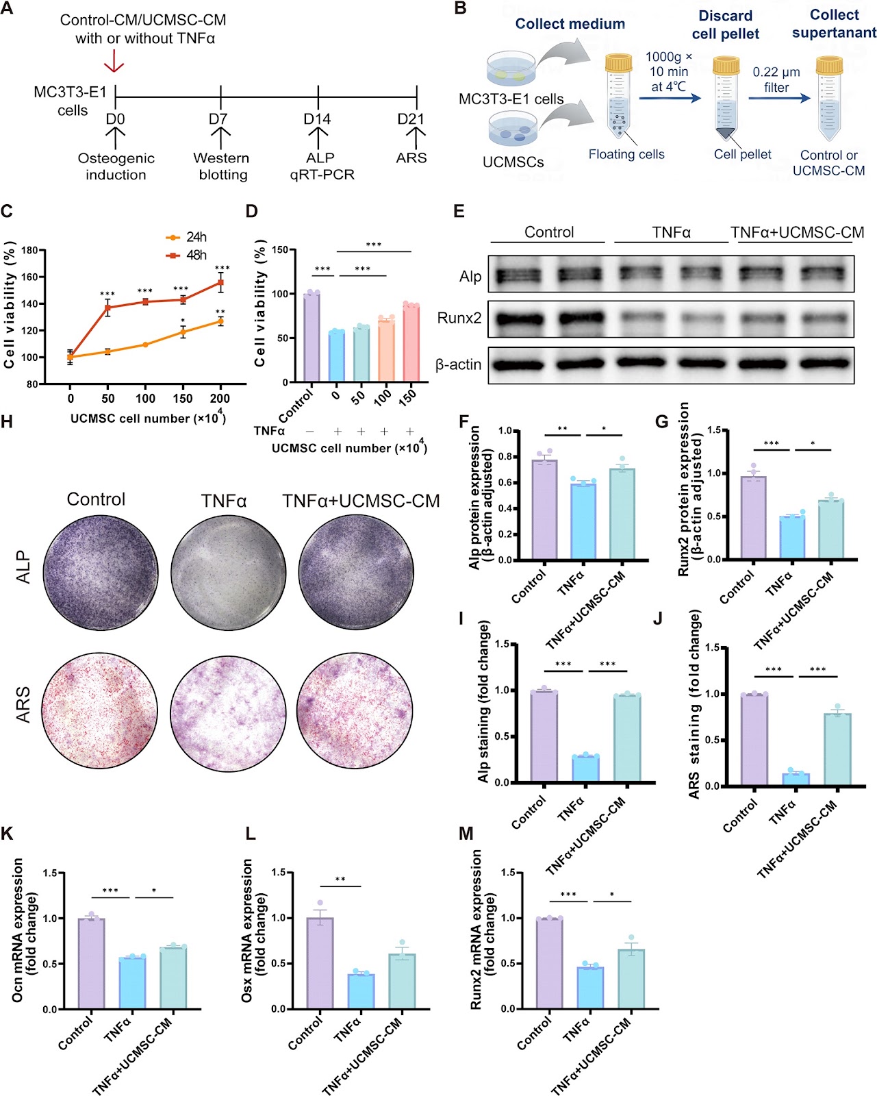 Subchondral injection of human umbilical cord mesenchymal stem cells ameliorates knee osteoarthritis by inhibiting osteoblast apoptosis and TGF-beta activity