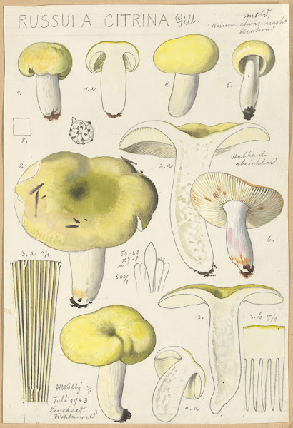 Russula citrina 1915 1945