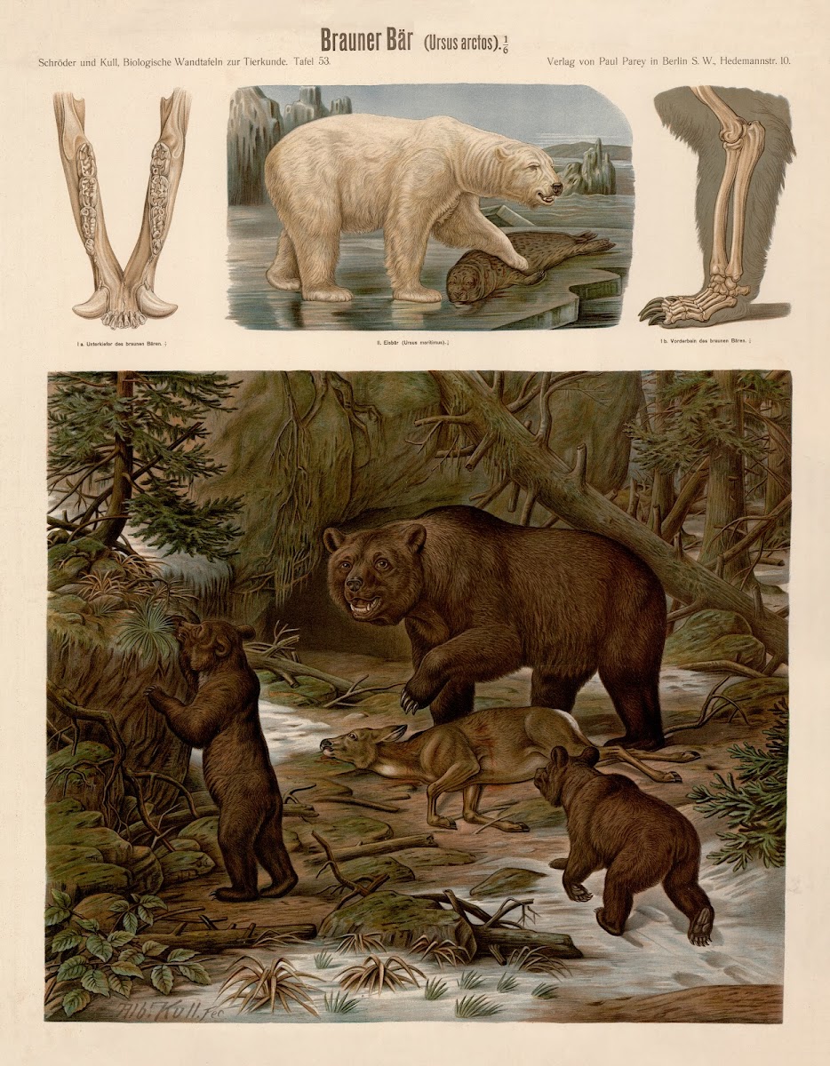 Brown bear Ursus arctos