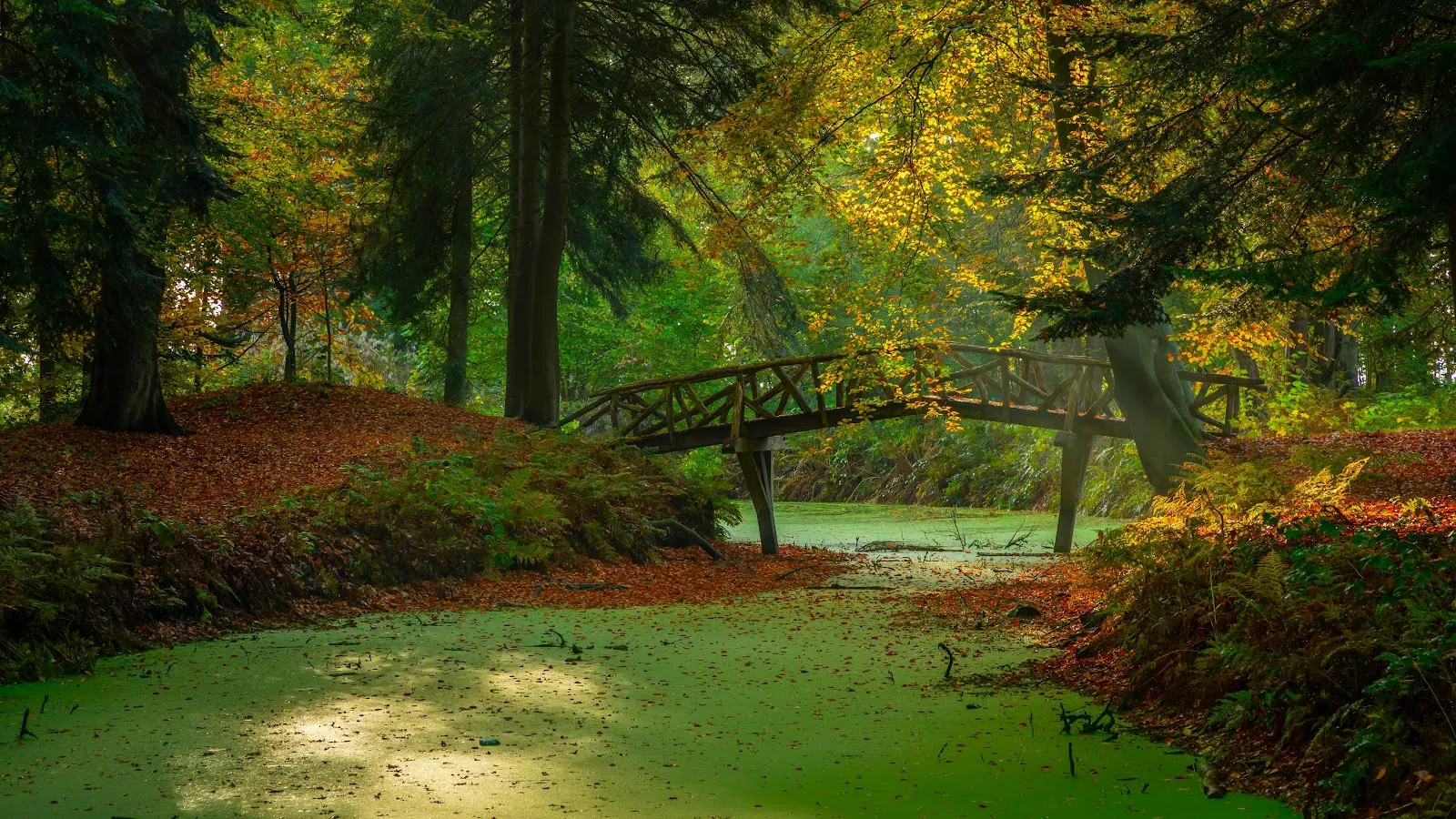 Wooden Bridge Over Mossy Pond - Nature Photography 5K Wallpaper (6144x3456)