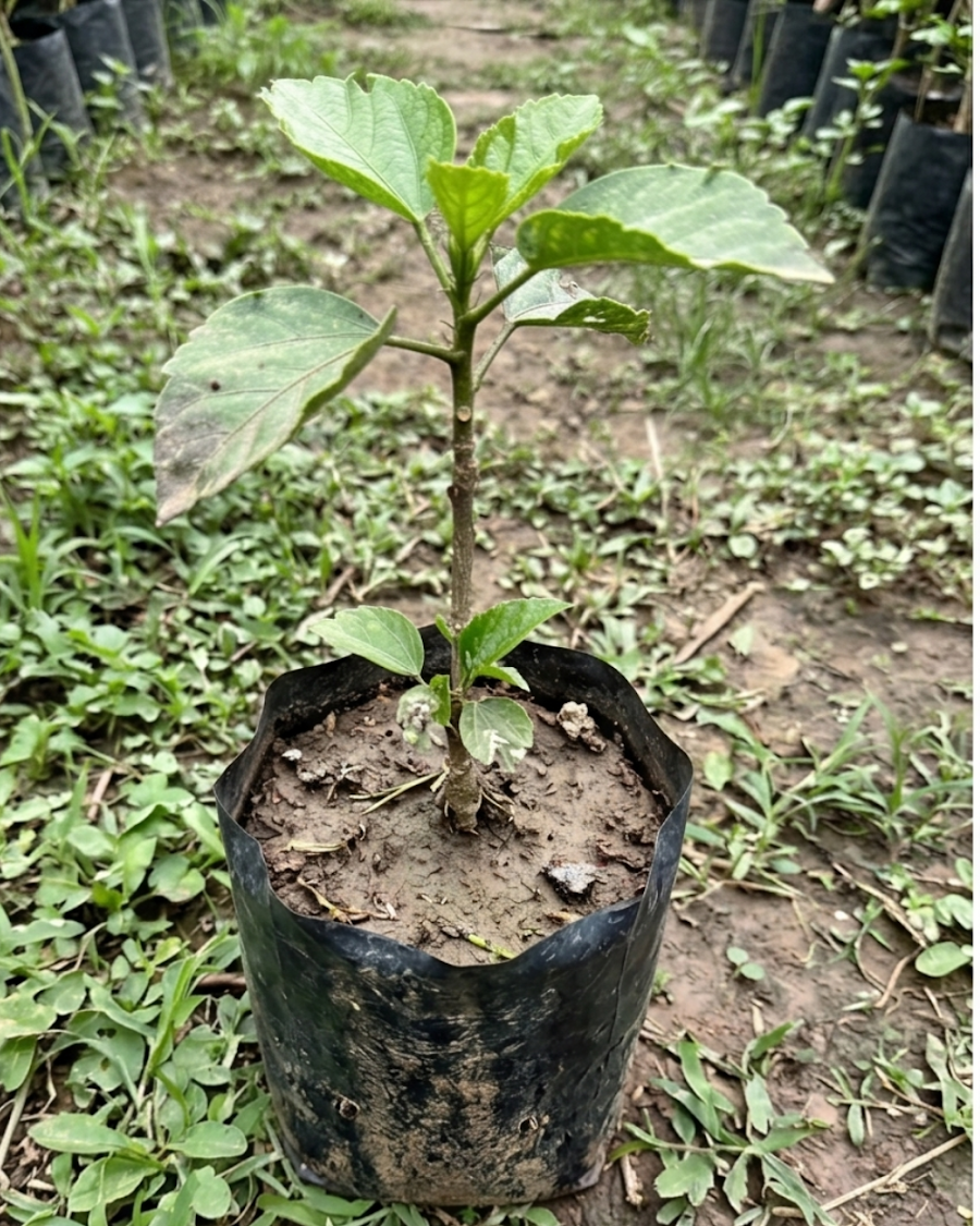 Hibiscus Pushpa Belladonna — view 2