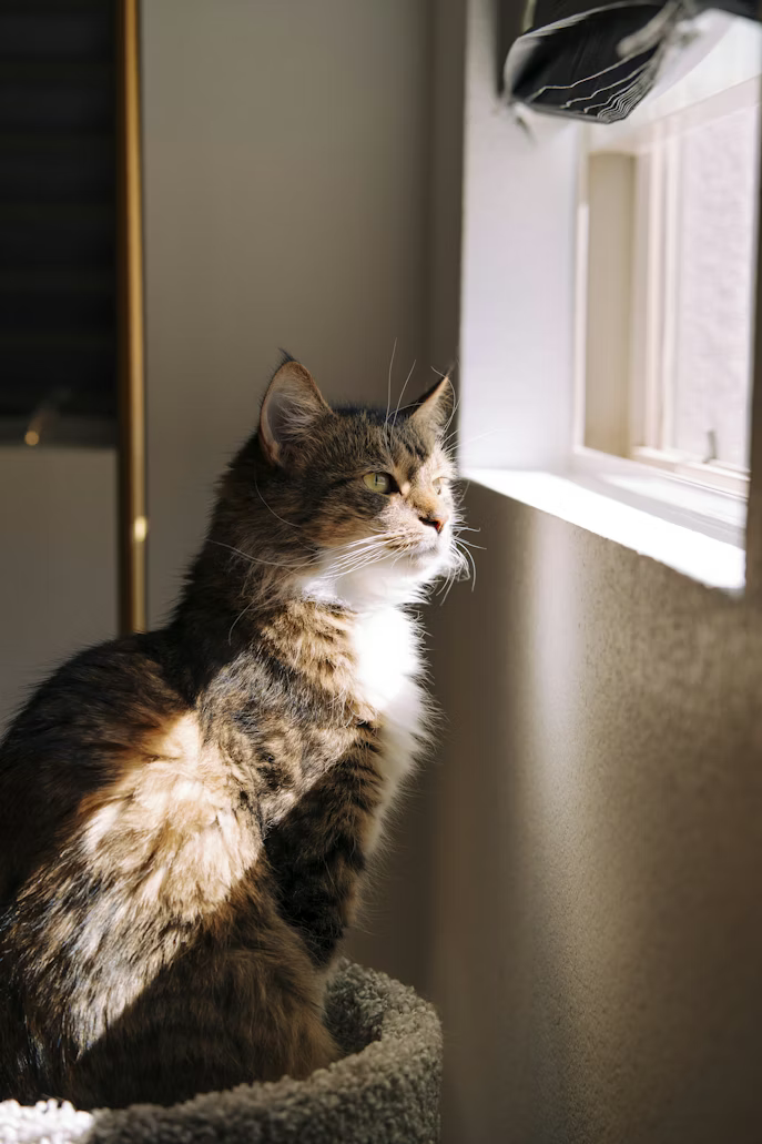 photo-1764708844823-00d2188dafd8