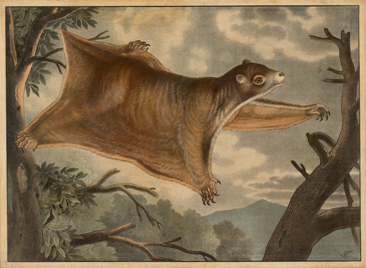 Flyvende hund 1888