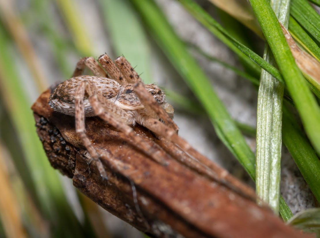 Philodromus Dispar