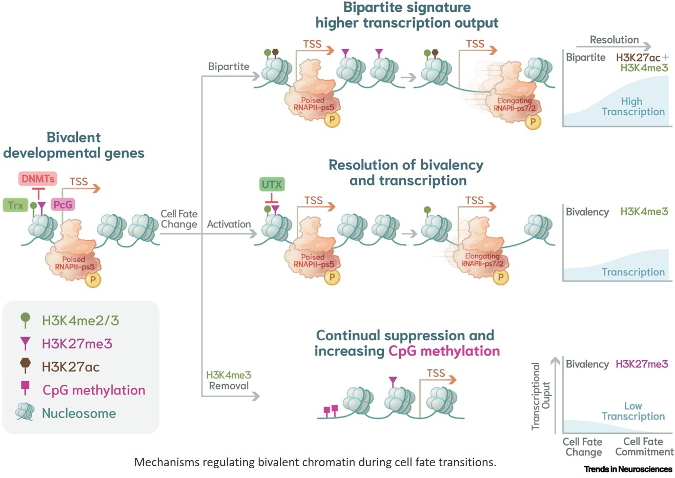 From chromatin dynamics to brain disease: Polycomb–Trithorax mechanisms in neurodevelopment