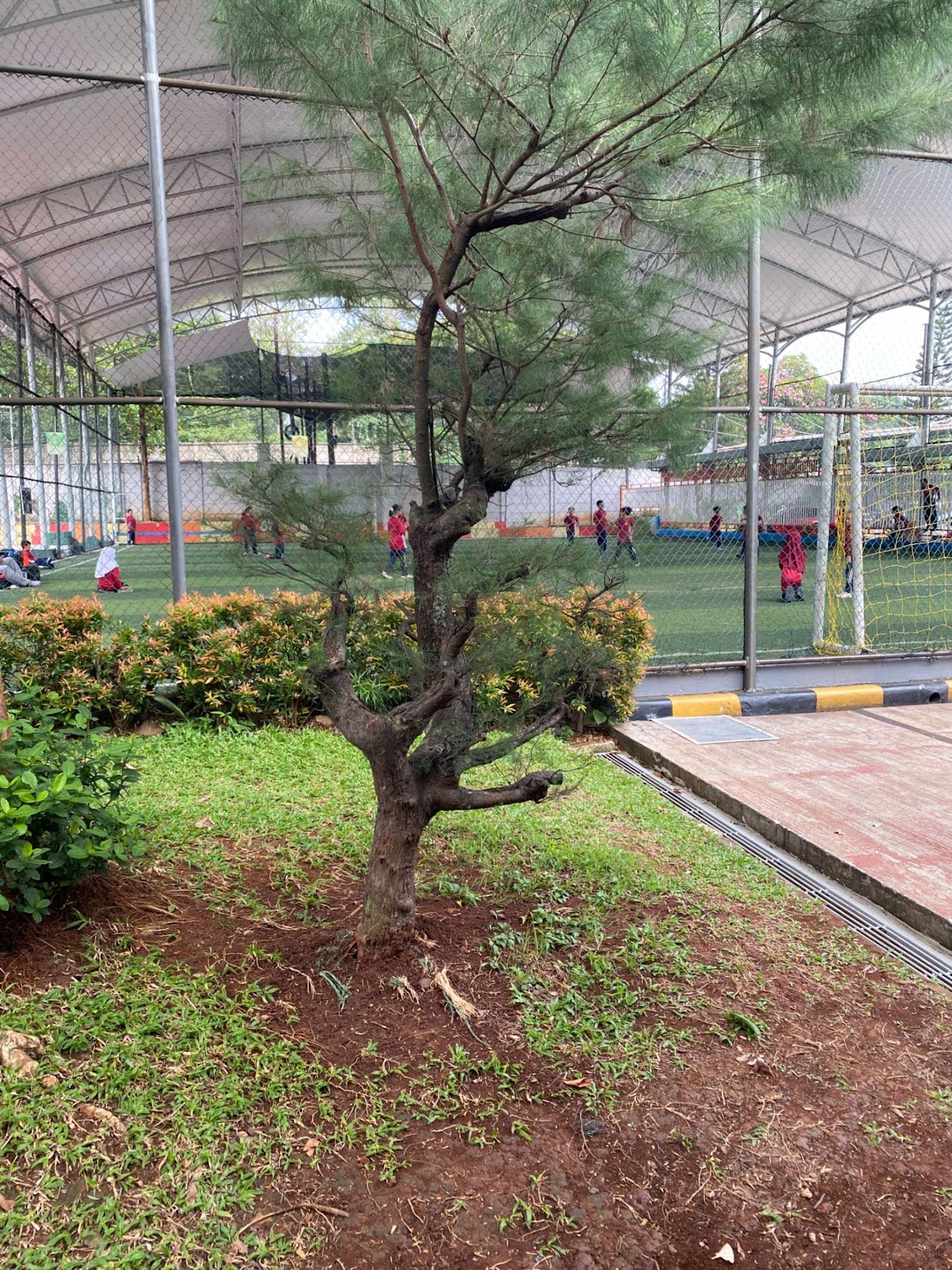 image of Casuarina Tree/Plant