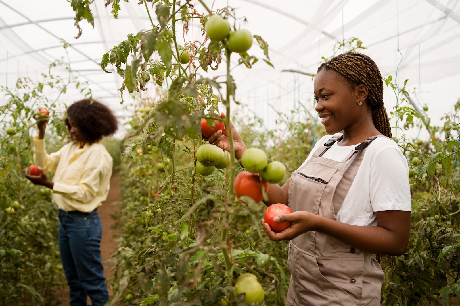 Botake agribusiness project