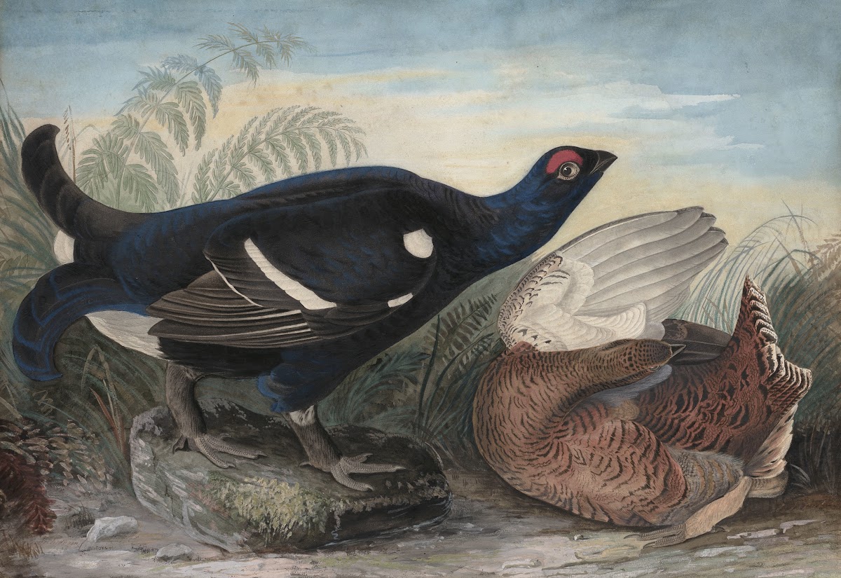 English Black Cocks 1828