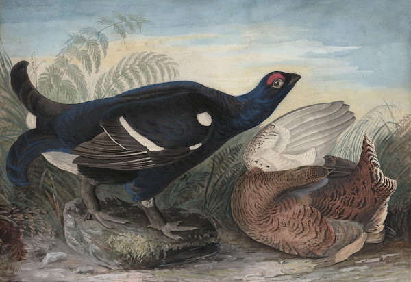 English Black Cocks 1828