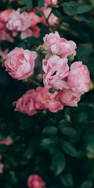 Garden Roses, Flower, Plant, Petal, Botany Full HD iPhone Wallpaper Background