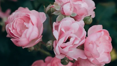 Garden Roses, Flower, Plant, Petal, Botany Full HD iPhone Wallpaper Background