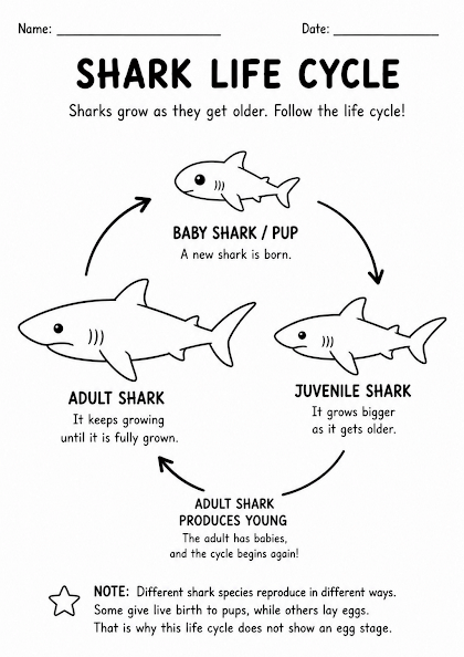 Shark Life Cycle Worksheet