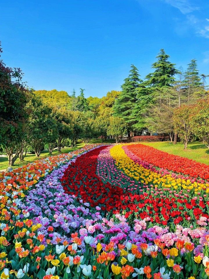 Tulip Garden