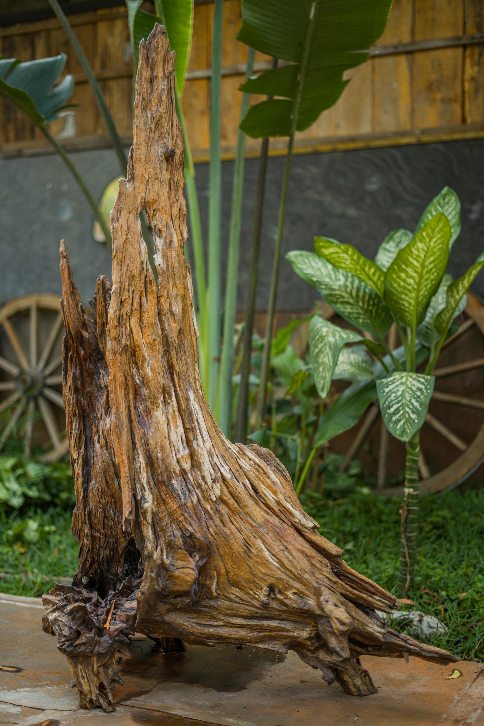 Rooted Flame, studio view 6