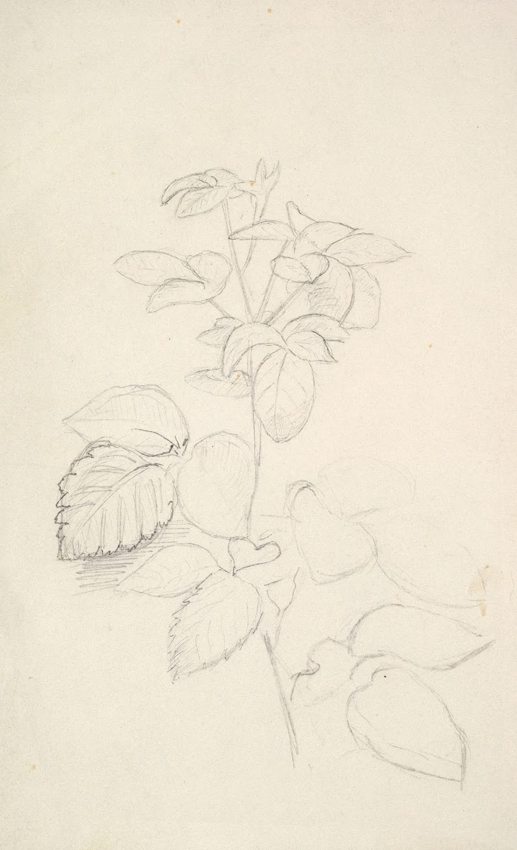Study of a Plant 184080