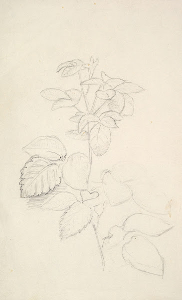 Study of a Plant 184080