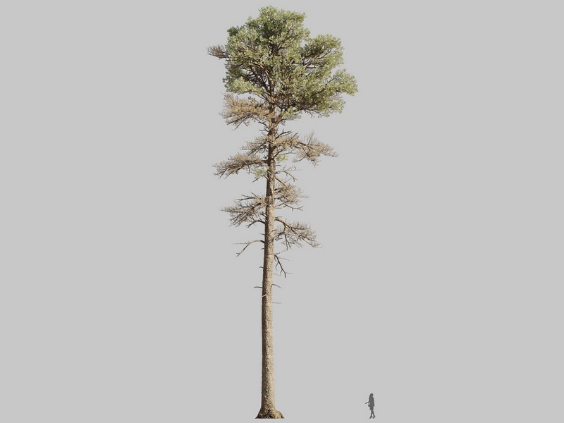 Maxtree - Plant Models Vol.126