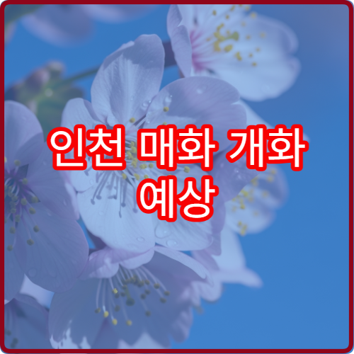 인천 매화 개화 예상 인천 매화꽃 개화 정보