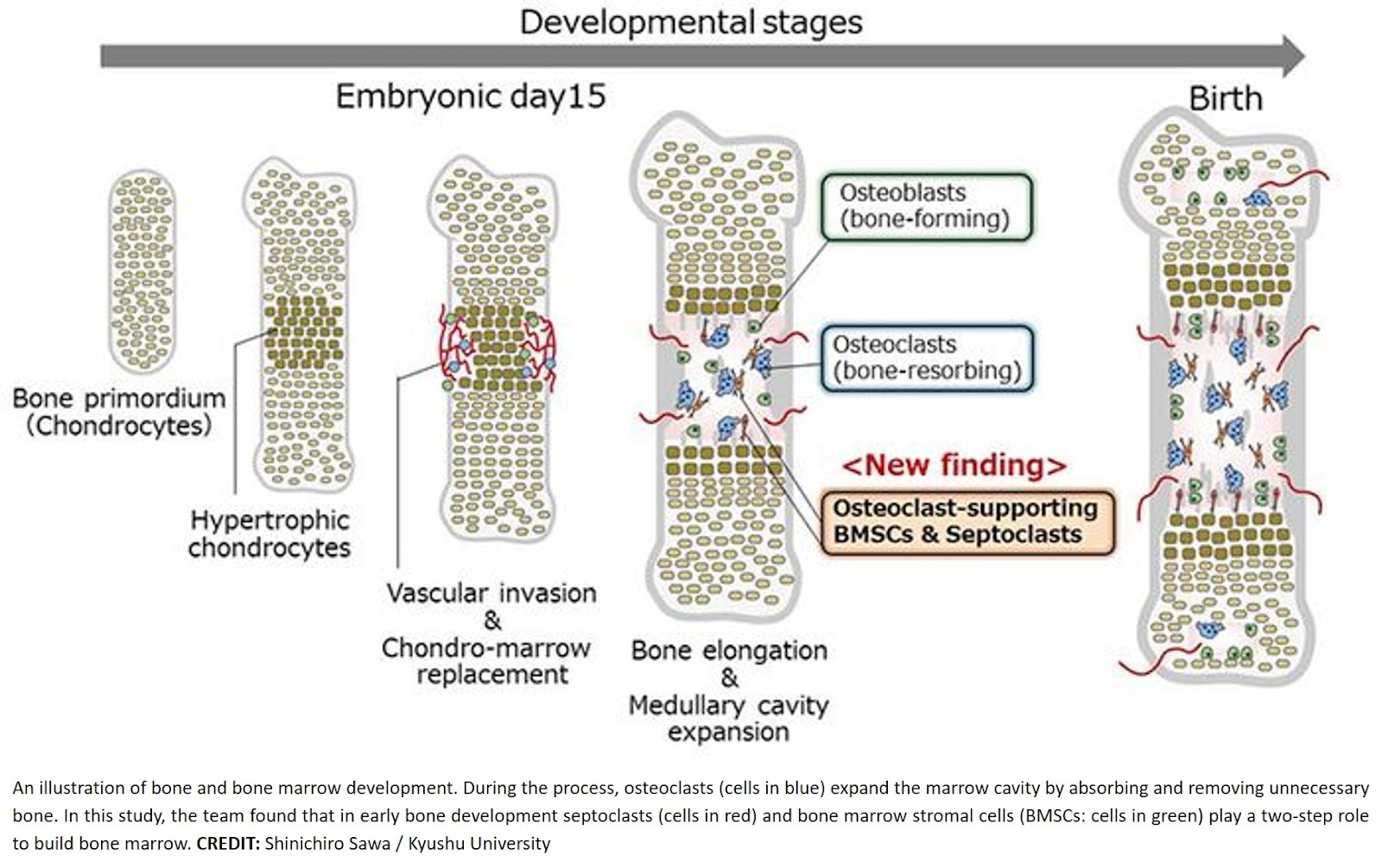 Medullary cavity expansion is mediated by distinct cell populations during fetal bone development