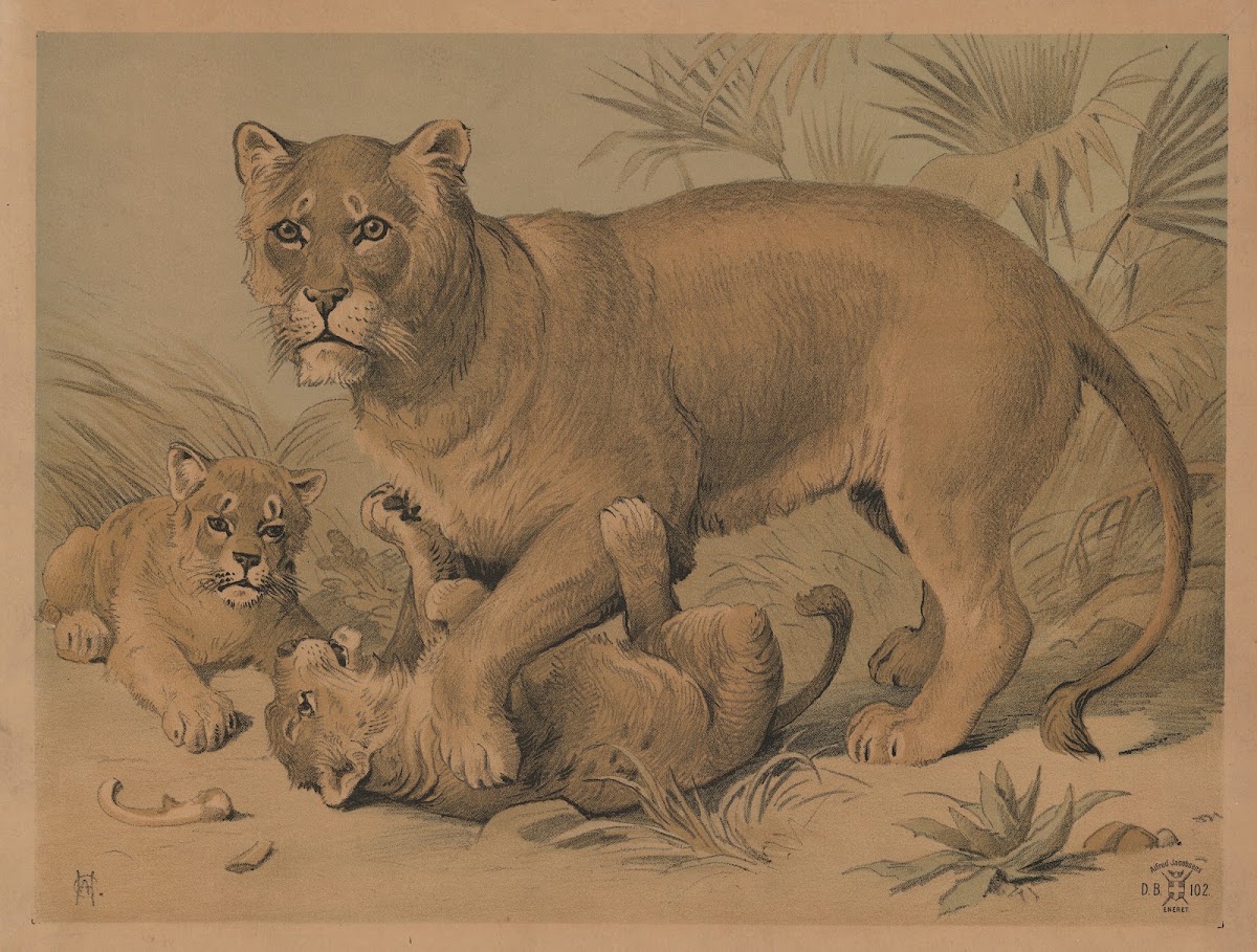 Hunløve med unger 1892