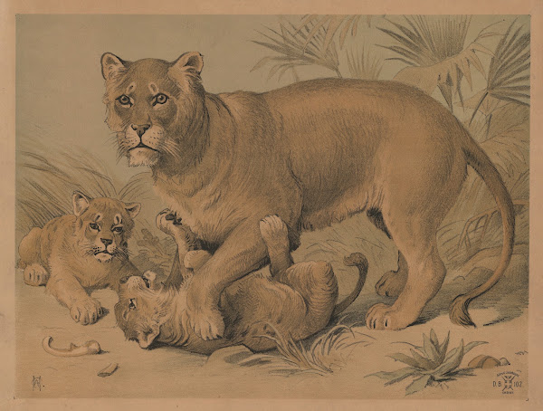 Hunløve med unger 1892