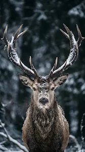 Vibrant Pink and Purple Dahlia Bloom