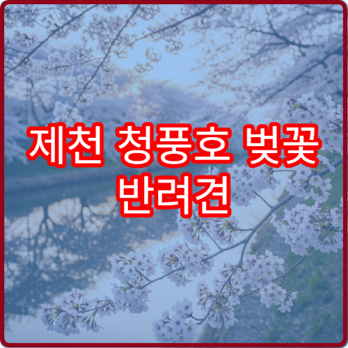 제천 청풍호 벚꽃 반려견 동반 산책 안전 코스와 주의점