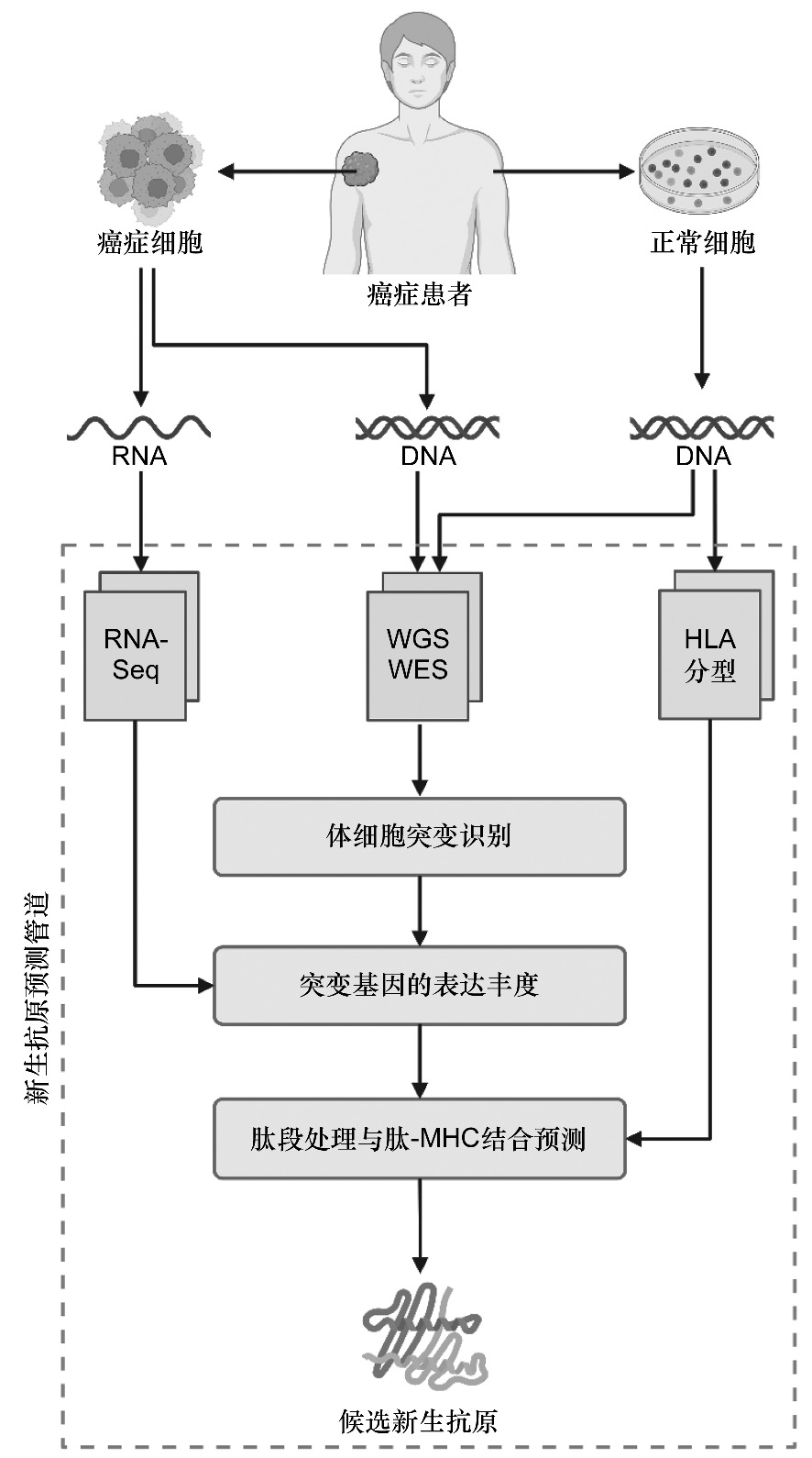 Neural Network-Based Predictive Modeling of Cancer Cell Lines: A Comprehensive Study