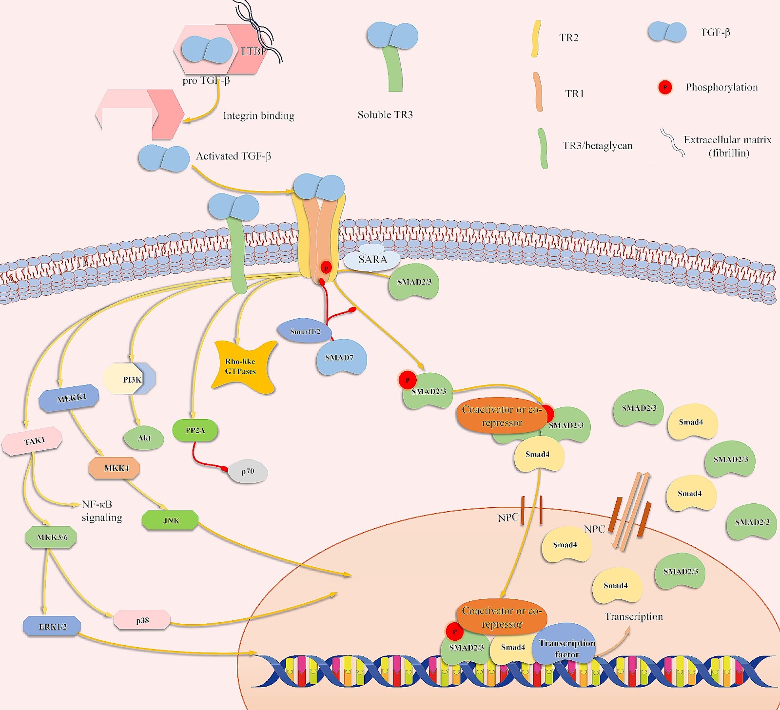 TGF-β signaling regulates differentiation of MSCs in bone metabolism: disputes among viewpoints