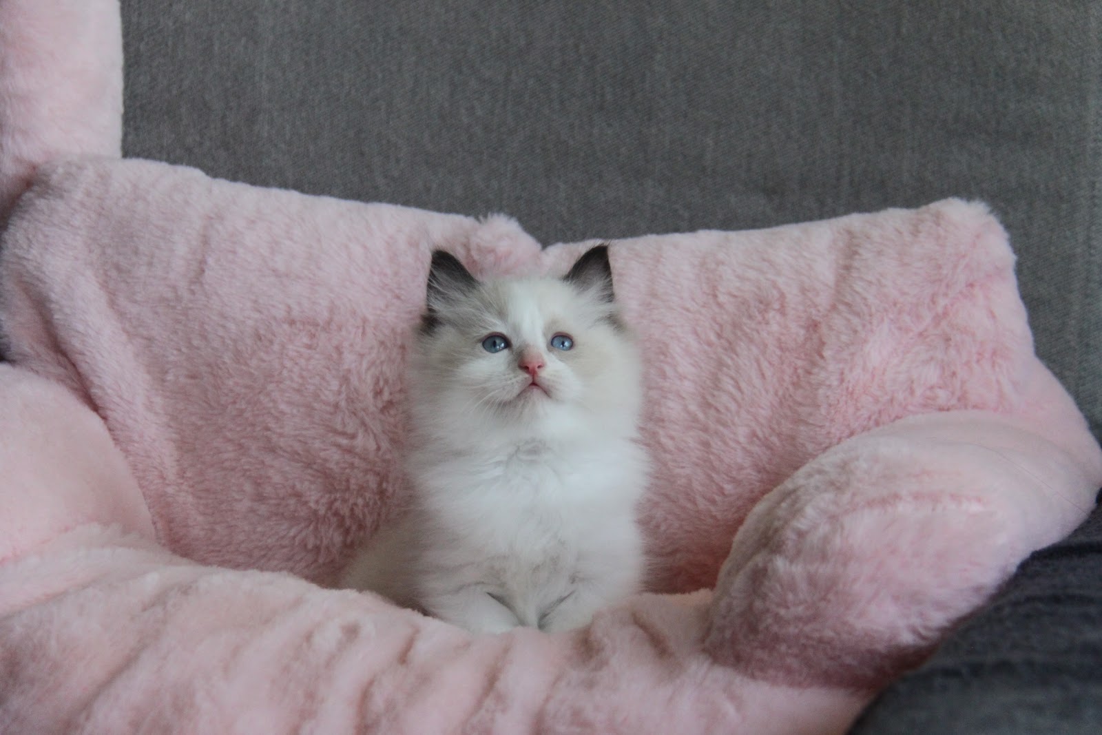 12/20出生 3號高端優質海雙布偶貓弟弟