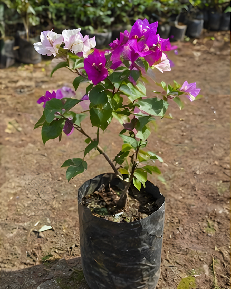 Imported Purple Mix Bougainvillea Plant — view 4