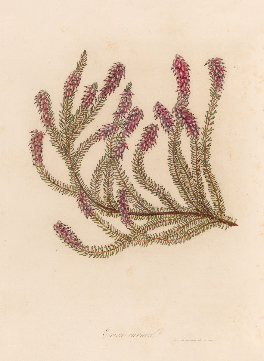 Erica carnea 1818 1824