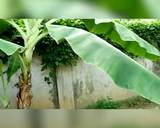 Ảnh Bước 1