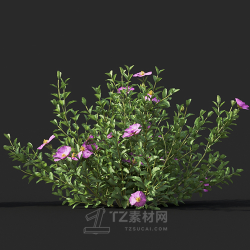 Maxtree - Plant Models Vol.60