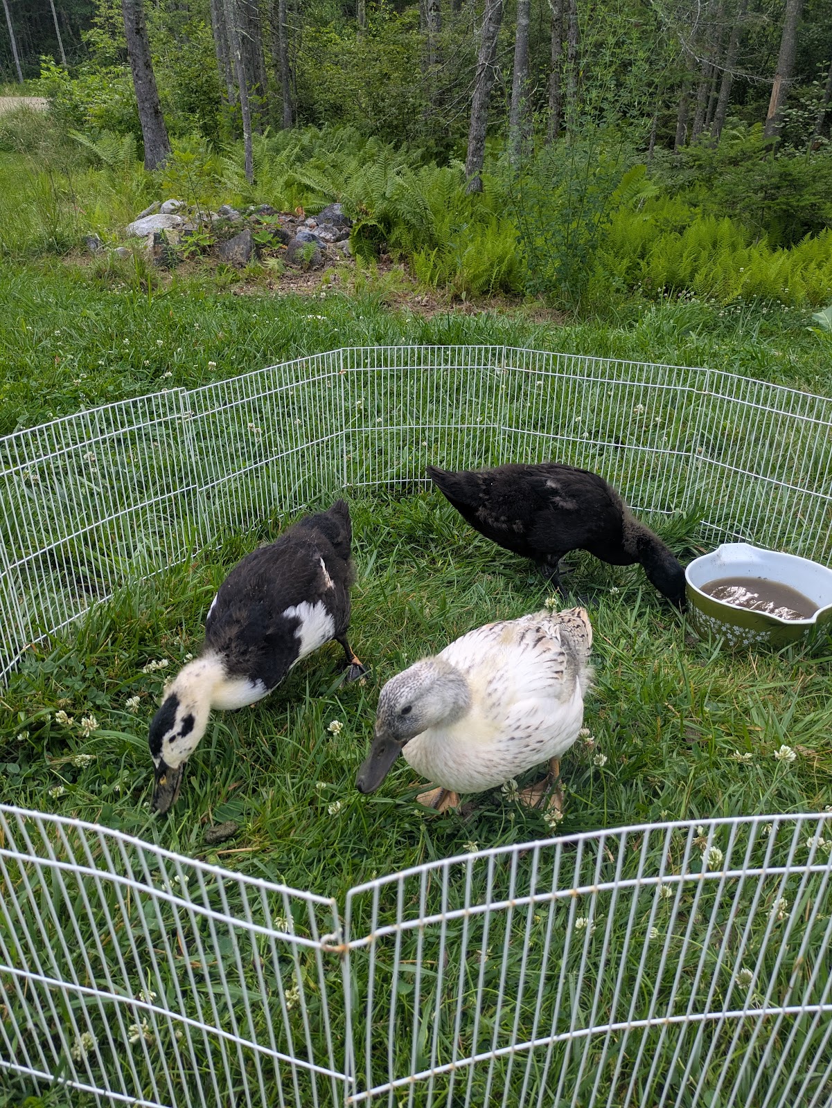 Cayuga Duckling, Welsh Harlequin Duckling, Magpie