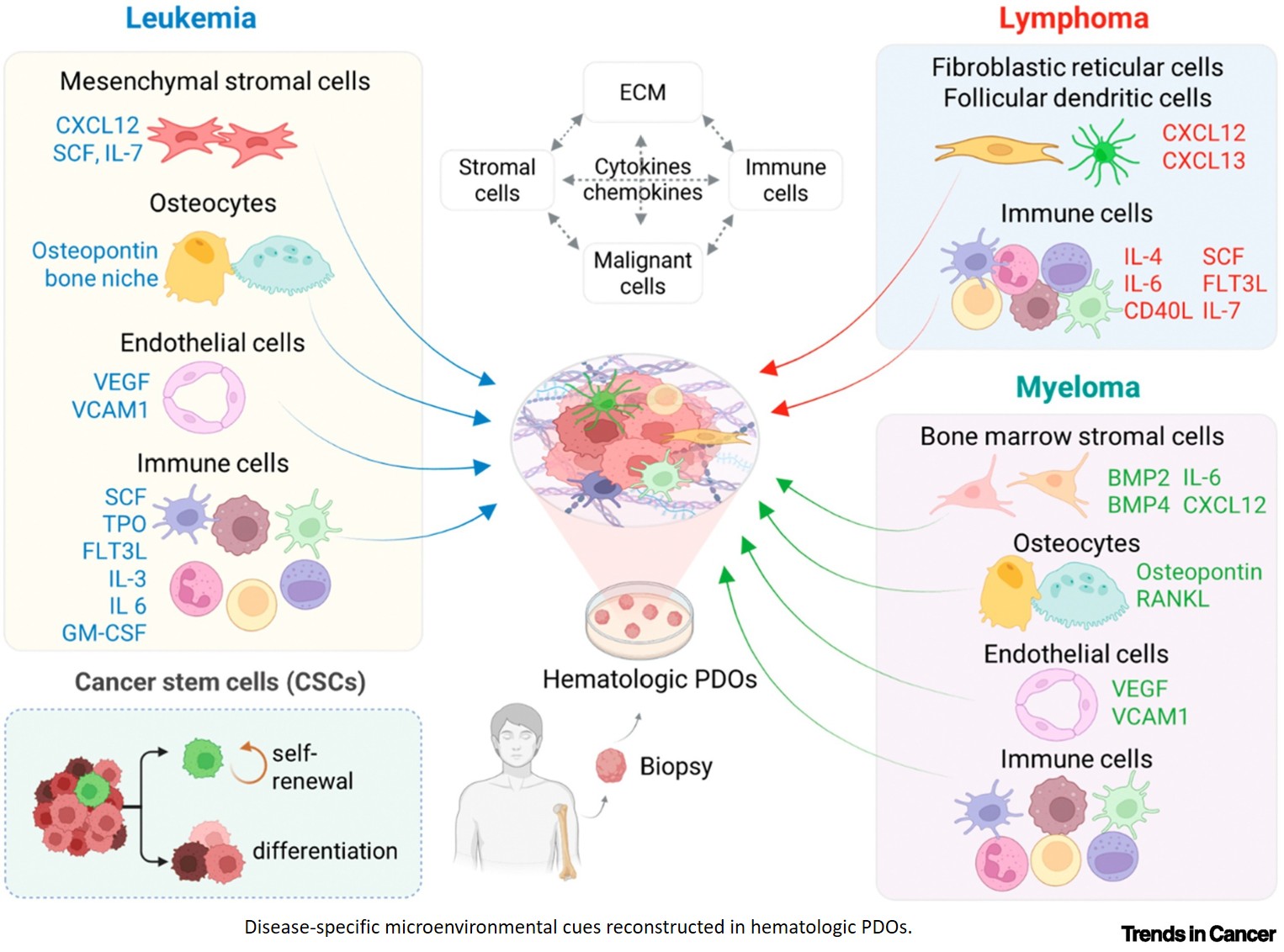 Patient-derived organoids in hematologic malignancies