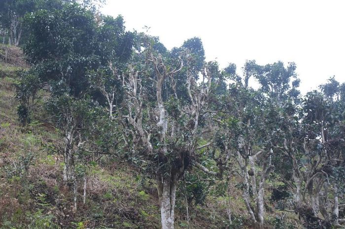 Công nhận làng nghề chè Shan tuyết Bằng Phúc, 'báu vật xanh' giữa đại ngàn Thái Nguyên - Chuyên trang Gia Đình &amp; Xã Hội - Báo Sức khỏe &amp; Đời sống