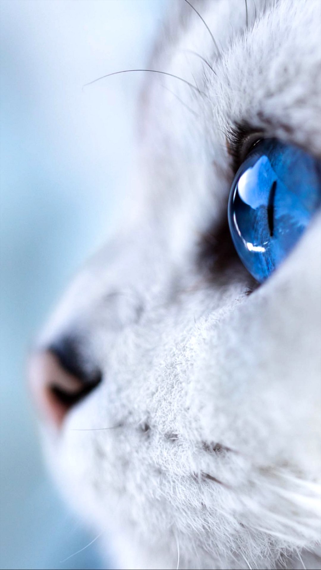 Cat, Cute, Head, Blue, Eyes Full HD iPhone Wallpaper Background