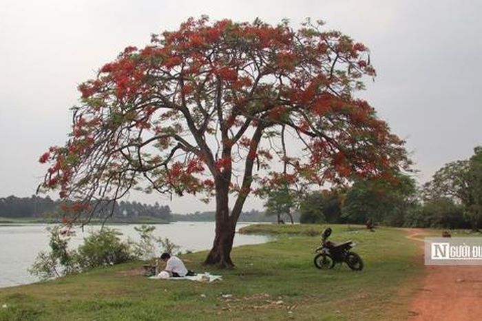 Người dân đổ về ngắm 'cây phượng đẹp nhất Hà Nội' - Tạp chí Người Đưa Tin