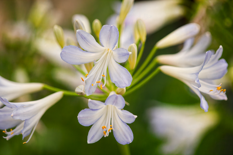 Agapanthus Silver Baby in piena fioritura, giglio africano argento
