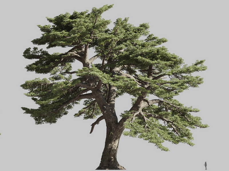 Maxtree - Plant Models Vol.126