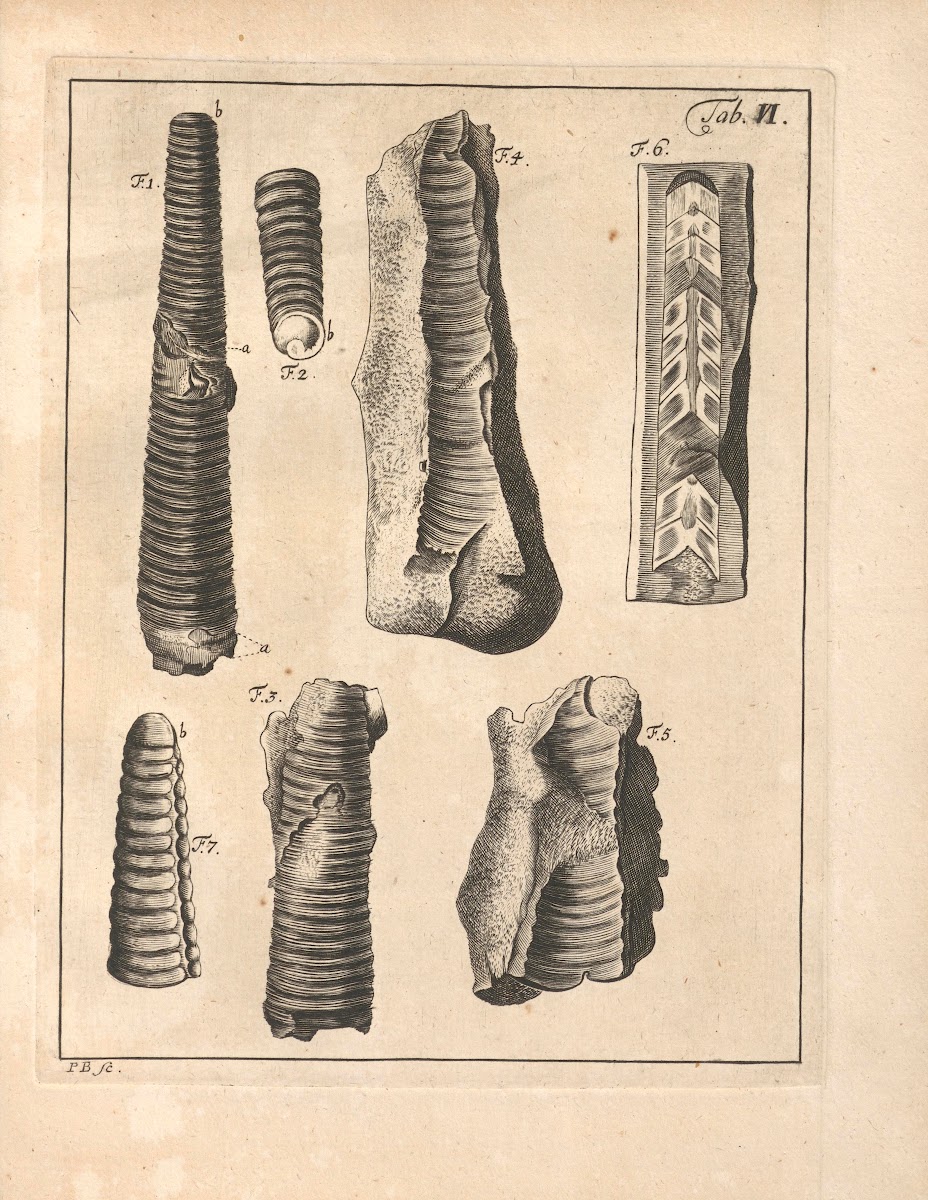 Descriptiones Tubulorum Marinorum Descriptions of Marine Tubes Pl05 1731