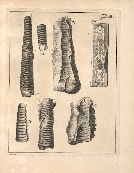Descriptiones Tubulorum Marinorum Descriptions of Marine Tubes Pl05 1731