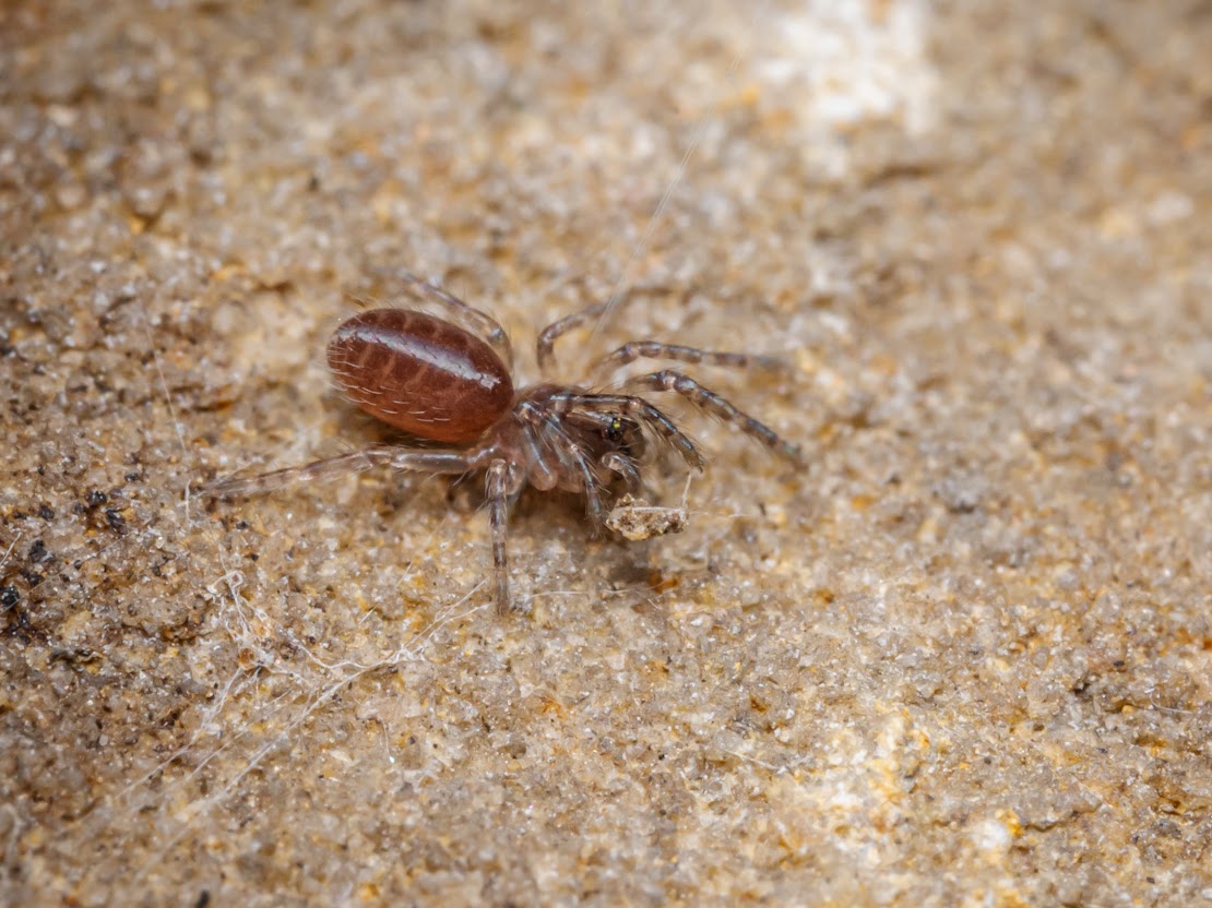 Segestria senoculata