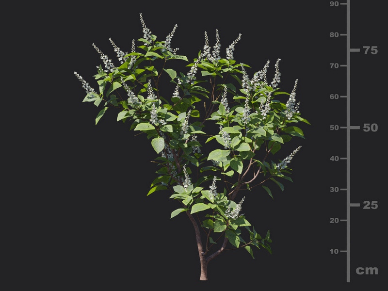 Maxtree - Plant Models Vol.116