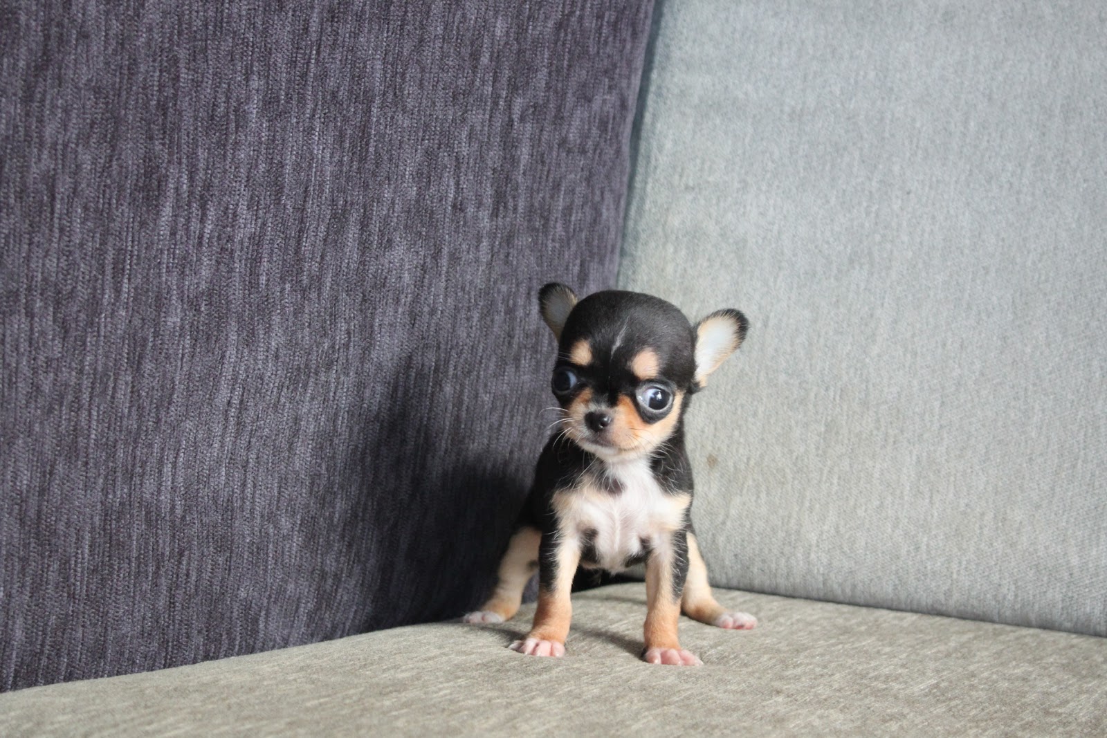 11/10出生 高端優質茶杯短毛吉娃娃黑四目妹妹