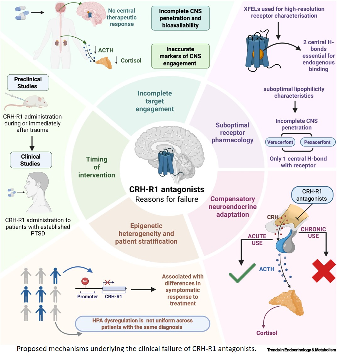 Decoding the CRH system from clinical failures to therapeutic translation