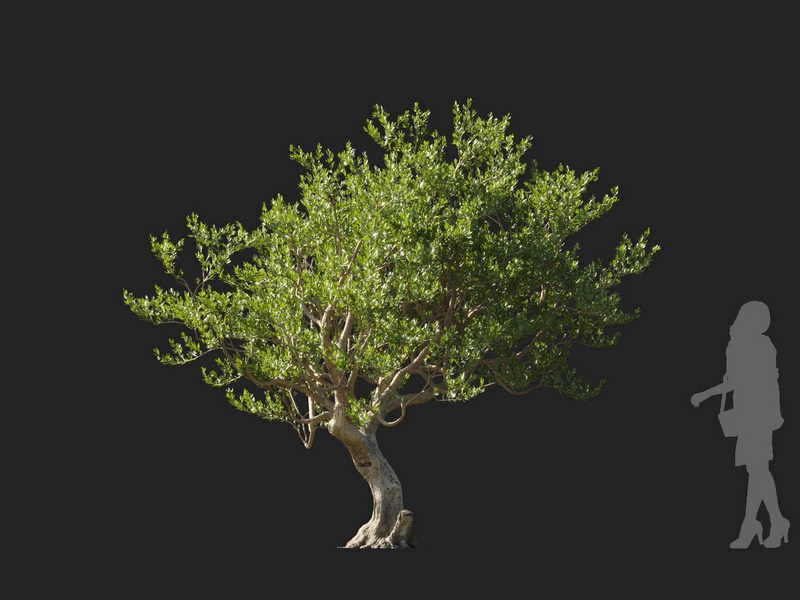 Maxtree - Plant Models Vol.127