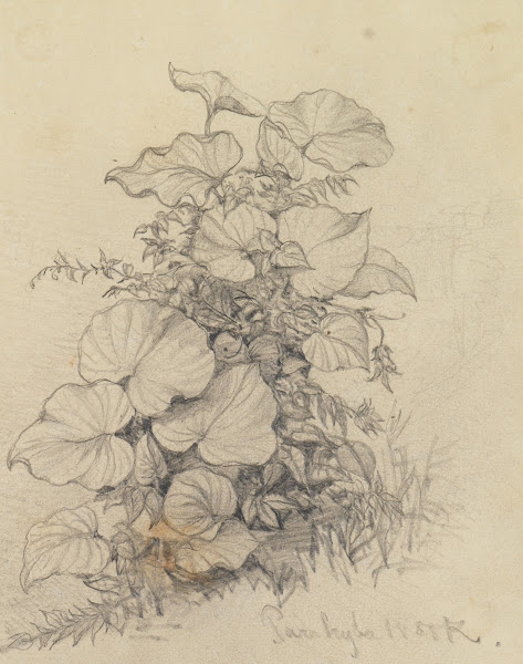 Pflanzenstudie XI 1858